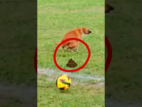 Esto pasa cuando LE PASAS EL BALÓN A FIRULAIS y le importa MI3RDA