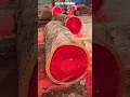 Download Lagu Red sandalwood tree                        #science #sciencefacts