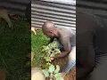 Download Lagu HOW TO PLANT KHAT(MIRAA)..