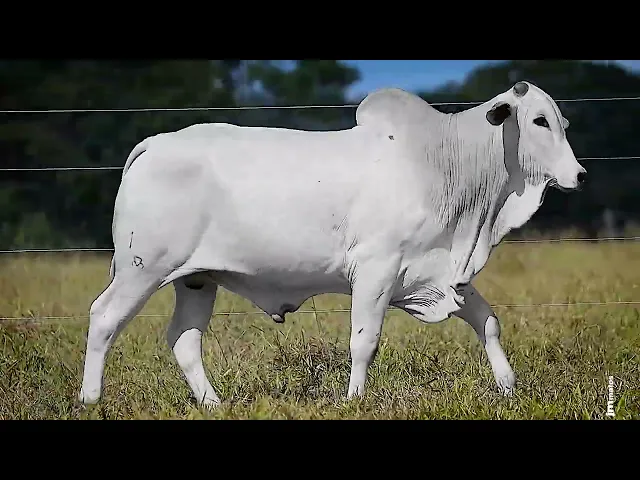 Garrote Nelore FDY - 159