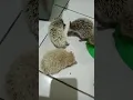 begini suara landak mini