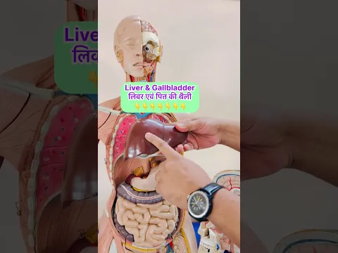 Liver, Gallbladder & Bile Juice कैसे काम करते हैं? Bile पित्त बनती कहाँ है और जाती कहाँ है?