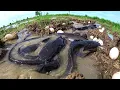 Download Lagu skills rural man, catch fish and pick eggs in water in rice field catch a lot of by hand