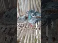 ciri ciri indukan merpati sehat selalu tertarik dengan pasangannya #pigeon #python#pyf