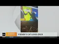 WBZ-TV viewer s cat follows meteorologist Zack Green all over the screen