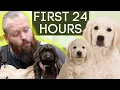 Puppy Training Made Easy CRUSH the first 24 hours