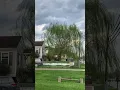 Download Lagu Mesmerizing Weeping Willow Tree!!! #tree #countrymusic #naturelovers #wildlife