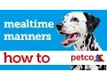 How to Train Your Dog to Have Mealtime Manners Petco