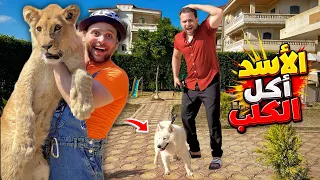 اكتشفنا ان الاسد أكل الكلب والسبب حمادة الاخ الصغير    محمد اليماني    دندنها