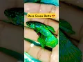 Download Lagu Betta fish😍#shorts#fish#betta#colourfish#aquariumfish#greenbetta#bettafish#trending