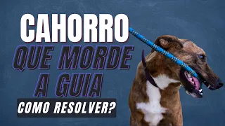 Cachorro que morde quando coloca a guia, como resolver?