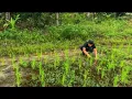 Download Lagu baru 15 hari padi ditanam,suda banyak rumput liar yang tumbuh. #2022 #benanting #sawah