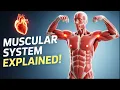 Human Muscular System Types Functions Major Muscles Explained
