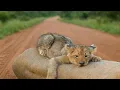 Download Lagu Lion Cub Refuses to Leave His Mother’s Side  What Happened Next Left Everyone in Tears