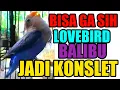 Download Lagu Pembahasan Tentang Lovebird Balibu Konslet, Bisa Gak Sih?