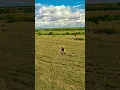 Download Lagu Topi Antelope Helpless Against the Overwhelming Power of Two Cheetahs #wildlife #animals