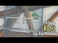 Lagu Love Bird Balibu si Rohit milik haji Roni Pasuruan