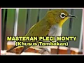 Masteran Pleci Monty Tembakan