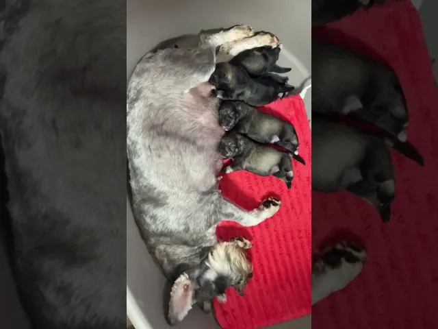 動画
