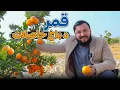 Lagu د قمر ځمکې تازه میوه او حاصلات 🍊🍊 | Fresh Fruits and Harvest from Qamar’s Land