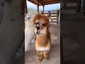 Lama yawning #lama #funny