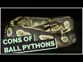 Everything that Sucks about Ball Pythons