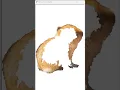 Draw a capybara using Python turtle