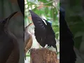 Download Lagu Victoria Riflebird's Unique Courtship Dance