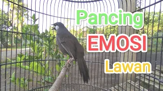 poksay hongkong gacor mantap pancingan emosi poksay anda