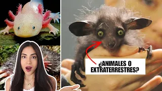 Top 5 de los ANIMALES más RAROS/FEOS del MUNDO 🤯 (¿Alienígenas o Animales?)