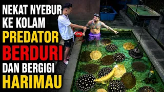NEKAT NYEBUR KE KOLAM PREDATOR BERDURI DAN BERGIGI HARIMAU