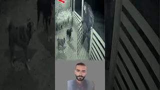 الكلبان عند البوابة يزمجران لكن هما لا يجرؤان على النظر إلى ما يتسل ل بين الظلال Youtubeshorts 