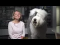 O is for Old English Sheepdog