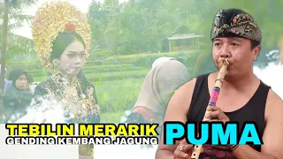 Download Tebilin Merarik Gubahan Gending Kembang Jagung Versi Gendang Beleq Putra Mandala Montong Betok MP3