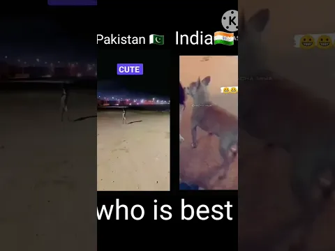 Pakistan 🇵🇰 dog  dance V/S india🇮🇳 dog dance #india #dog dance