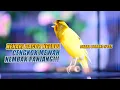 Download Lagu SUARA BURUNG |152| Kenari GACOR PANJANG INI Cocok untuk Masteran KENARI PAUD dan Kenari Macet BUNYI