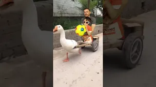 البطه البطه الكيوت               دندنها