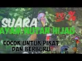 Download Lagu Suara pikat ayam hutan hijau jantan cocok untuk berburu di hutan 💯