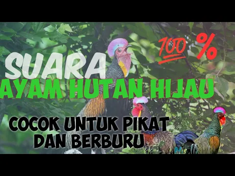 Download MP3 Suara pikat ayam hutan hijau jantan cocok untuk berburu di hutan 💯