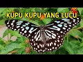 Download Lagu KUPU KUPU YANG LUCU LAGU ANAK POPULER