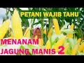 Lagu Cara Menanam Jagung Manis Agar Berbuah Besar dan Berat
