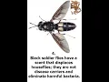 10 FACTS ABOUT INSECTS PROTEIN