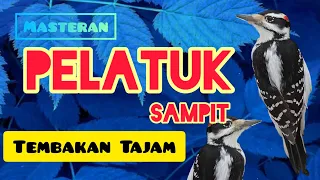 masteran pelatuk sampit super gacor tembakan tajam u0026 rapat mudah ditirukan