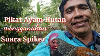 Download Pikat Ayam  Hutan Menggunakan  Suara Spiker. MP3