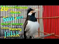 Download Lagu Suara Jalak Suren SIULannya Menarik Perhatian Burung Jalak Untuk Kembali Gacor Full Isian Variasi