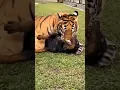 Download Lagu Tiger Attack on Rottweiler dog😡#shorts #fight #angry #viral #treading #attack