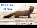 Mink Dissection