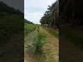 Download Lagu Pengendalian Gulma di Barisan Piringan Sawit TBM Dengan Mesin Potong Rumput