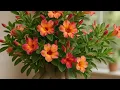 Download Lagu PORQUE AS ROSAS DO DESERTO FICAM FLORES RASGADAS:CAUSAS TRATAMENTOS EFICAZES PARA FLORAÇÃO PERFEITA
