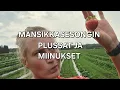 Download Lagu Masikkasesongin plussat ja miinukset